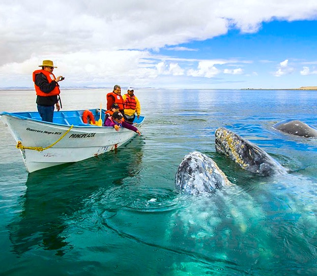 Vizcaino Whale Sanctuary