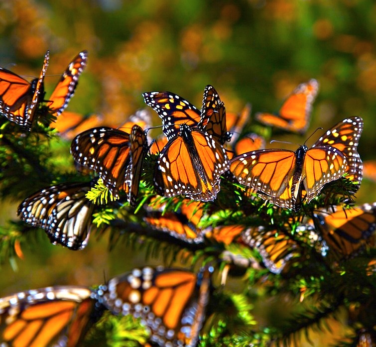 Biosphere Reserve Monarch Butterfly