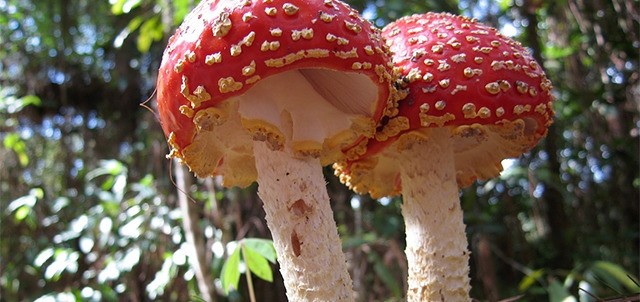 Reserva de la Biósfera Sierra de Manantlán, Manzanillo