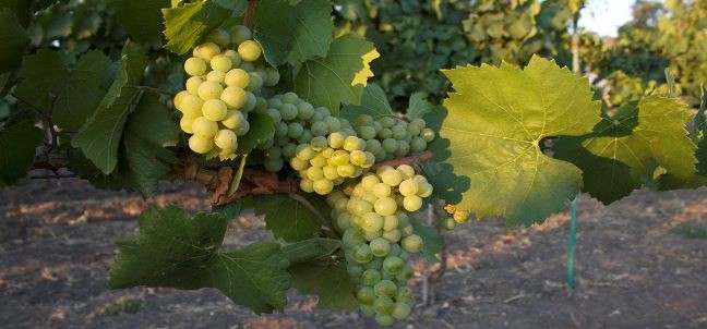 Viñedos de la Sierra de Santa Rosa, San Miguel de Allende