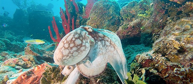 Banco Chinchorro, Mahahual