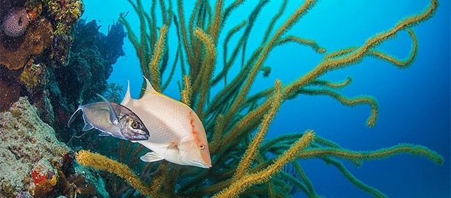 Banco Chinchorro, Mahahual