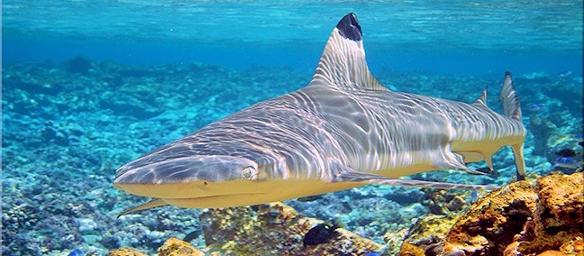 Banco Chinchorro, Mahahual