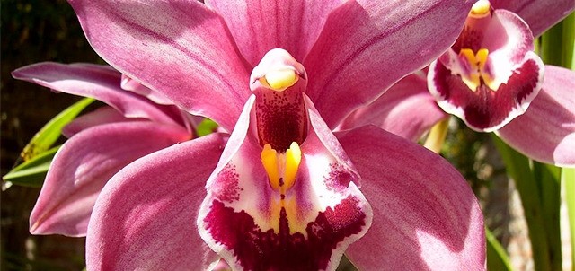Orquídeas Río Verde, Temascaltepec