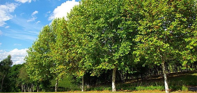 Parque Nacional Los Novillos, Ciudad Acuña