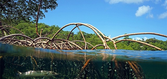 Estero Palo Verde, Cuyutlán
