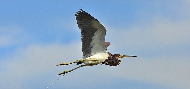 Estero Palo Verde, Cuyutlán