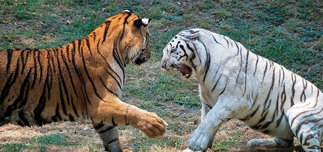 Zoológico de Guadalajara, Guadalajara