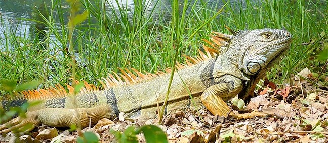 Iguanario, Juchitán de Zaragoza