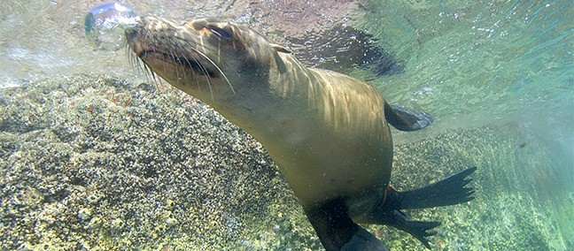 Tour de Buceo y Snorkel, Cabo Pulmo