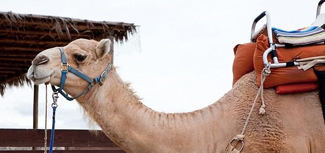 Outback & Camel Safari, Los Cabos