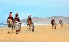 Camel Safari