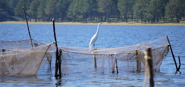 Presa del Tejocotal, Acaxochitlán