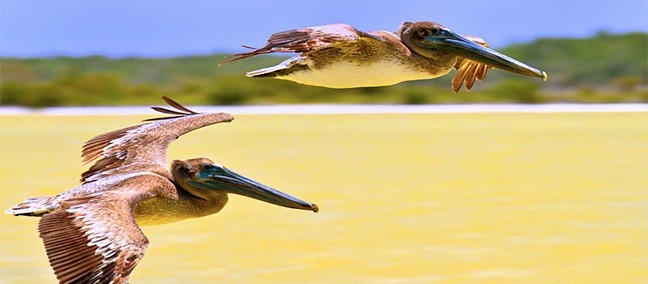 Reserva de la Biósfera de Ría Lagartos, Río Lagartos