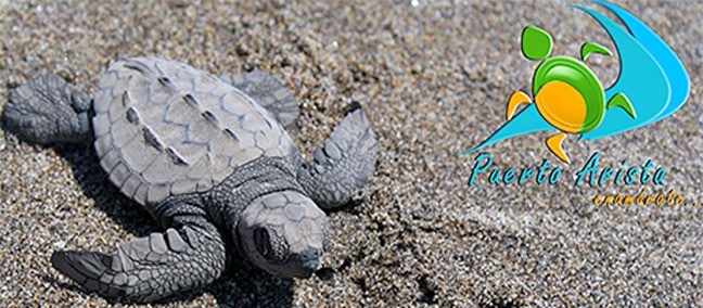 Campamento Tortuguero, Puerto Arista