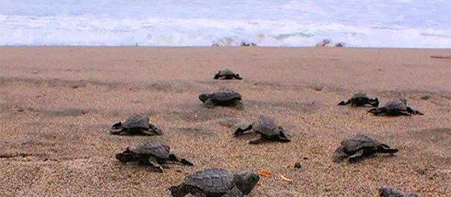 Campamento Tortuguero, Puerto Arista