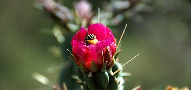 Jardín Botánico El Charco del Ingenio, San Miguel de Allende