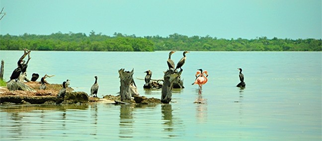 Isla Pájaros / Isla Morena, Holbox