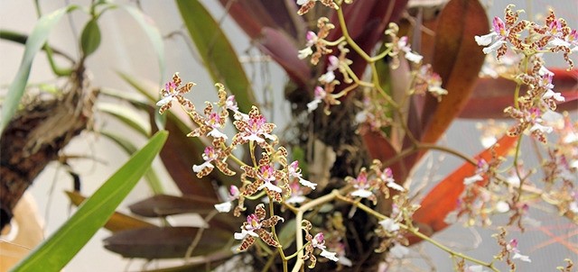 Orquídeas Moxviquil, San Cristóbal de las Casas