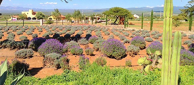 Rancho de la Lavanda, Mineral de Pozos