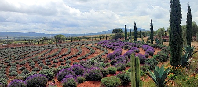 Rancho de la Lavanda, Mineral de Pozos