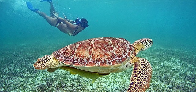 Buceo en Akumal, Akumal