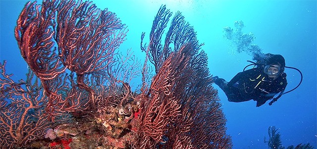 Buceo en Akumal, Akumal