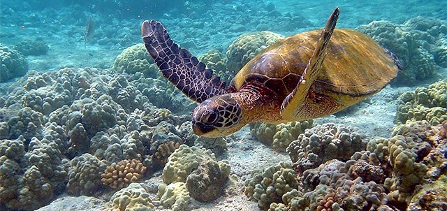 Buceo en Akumal, Akumal