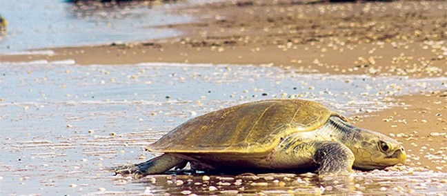 Liberación de Tortugas, La Pesca