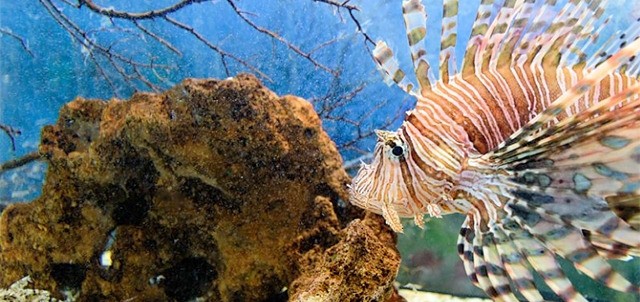 Acuario Tecolutla, Tecolutla