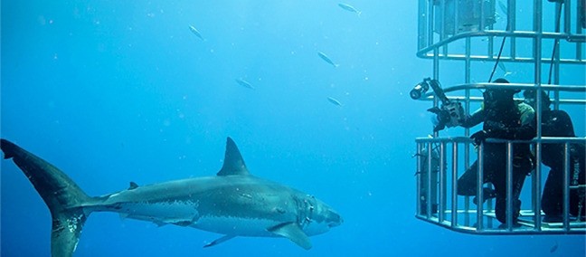 Isla Guadalupe, Ensenada