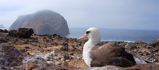 Isla Guadalupe, Ensenada