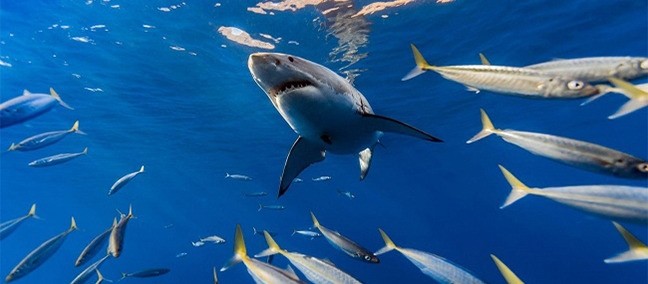 Isla Guadalupe, Ensenada