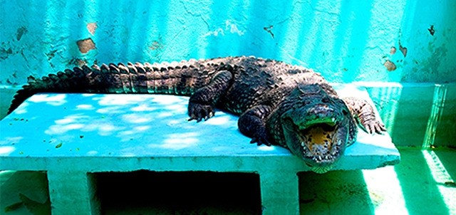 Mini Zoológico / Museo, Tlacotalpan