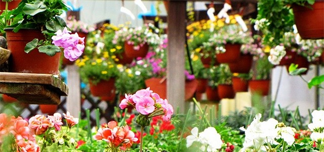 Parque de Floricultura, Fortín de las Flores