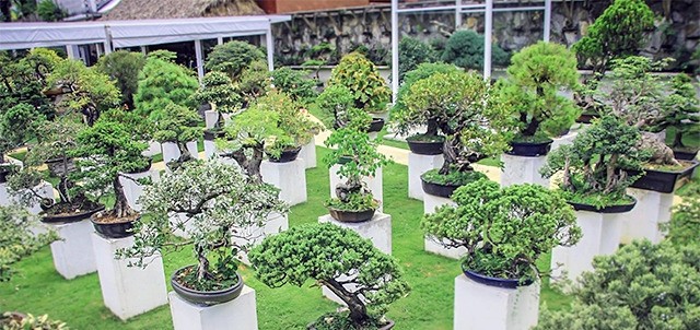 Museo Tatsugoro Bonsái, Fortín de las Flores