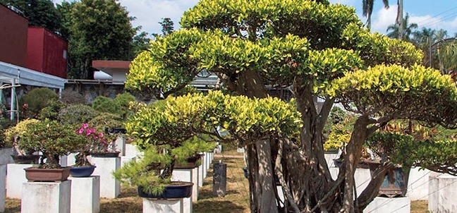 Museo Tatsugoro Bonsái, Fortín de las Flores