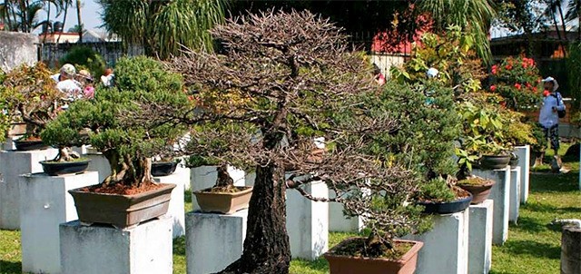 Museo Tatsugoro Bonsái, Fortín de las Flores