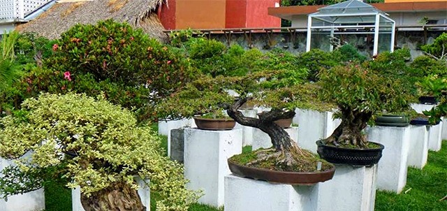 Museo Tatsugoro Bonsái, Fortín de las Flores