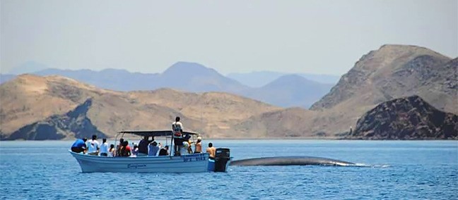 Tour por la Bahía de los Angeles, Bahía de los Angeles