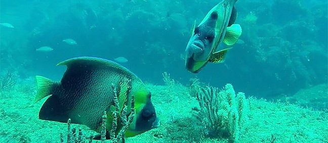Tour por la Bahía de los Angeles, Bahía de los Angeles