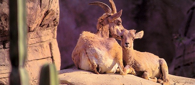 Reserva de la Biosfera El Vizcaíno, Vizcaíno