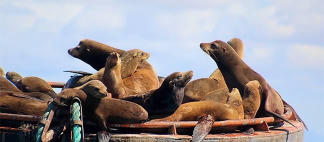 Reserva de la Biosfera El Vizcaíno, Vizcaíno