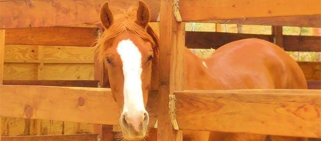 Paseo a Caballo, Rosarito