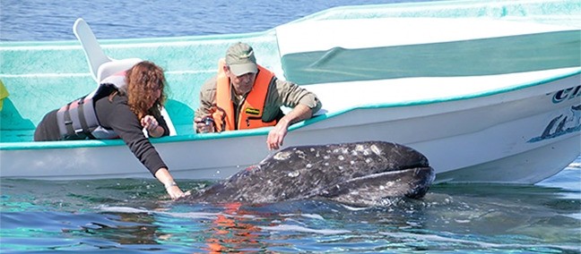 Avistamiento de Ballenas, Puerto San Carlos