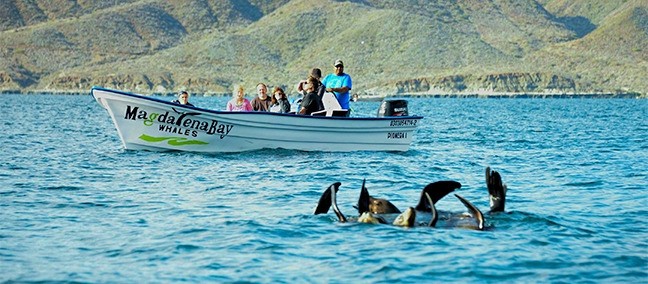 Avistamiento de Ballenas, Puerto San Carlos