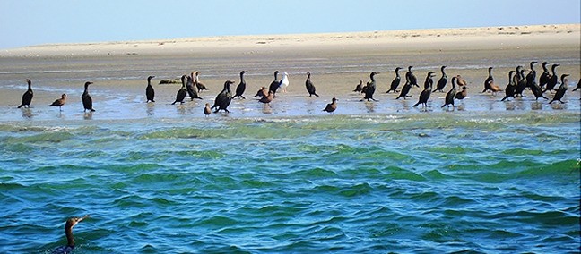 Avistamiento de Ballenas, Puerto San Carlos