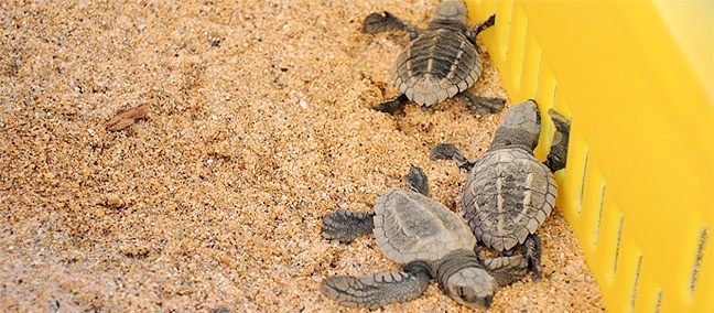 Tortugueros Las Playitas, Todos Santos