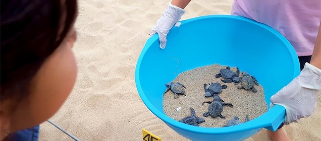 Tortugueros Las Playitas, Todos Santos