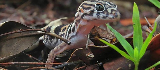 Reserva de la Biosfera de Calakmul, Xpujil